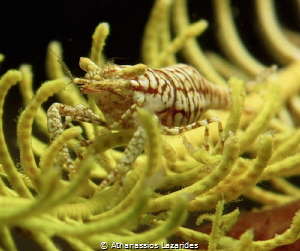 Tiger shrimp by Athanassios Lazarides 